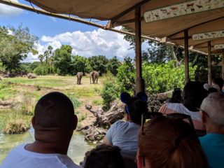 kilimanjaro safaris disneys animal kingdom